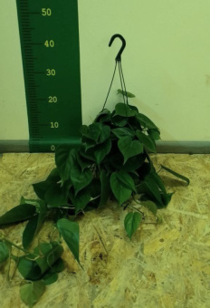 Филодендрон Скандес подвесной 17/20