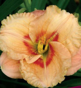 Лилейник гибридный Силоам Френч Дол