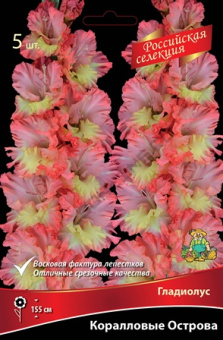 gladiolus_korallovie_ostrova_kaper