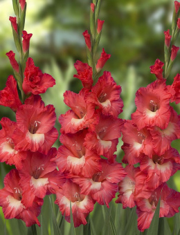7c79f9572fd20d210804a7030fbe27aa--gladiolus-flower-august-flowers