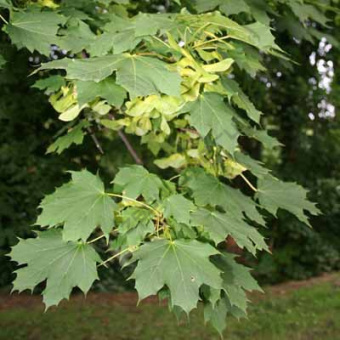 Клен остролистный, С3 50-80