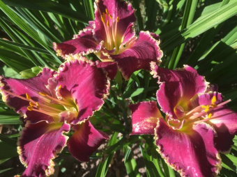 Лилейник гибридный Беттилен