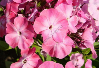 Флокс метельчатый Вальс