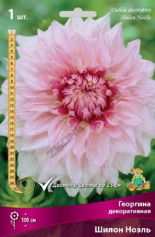 Георгин декоративный Шилон Ноэль (кремово-белый с нежно-розовыми штрихами, 1шт, I)
