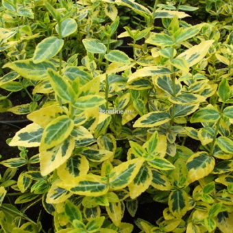 Изображение загружено обработкой по данным файла Excel