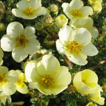 shop_property_file_1908_707