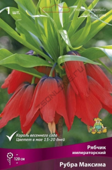 Рябчик императорский Рубра максима 20-24/К