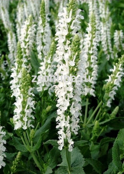 Изображение загружено обработкой по данным файла Excel