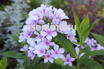 Изображение загружено обработкой по данным файла Excel