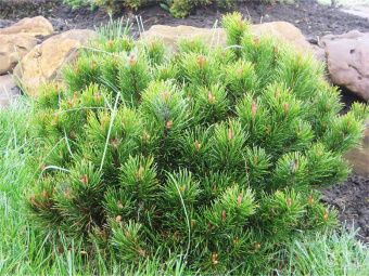 Сосна горная Пумилио, Pinus mugo var. Pumilio, в горшке 1л, 10-15 см