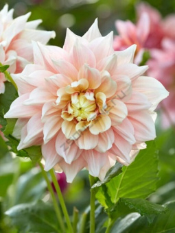 Георгин декоративный Брейк Аут I/К