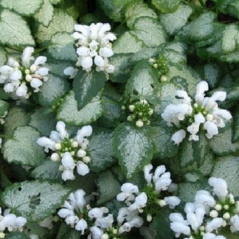 Яснотка пятнистая Вайт Нэнси