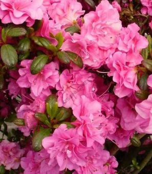 azalea-japonica-petticoat