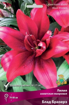 Лилия азиатская Блад Бразерз 12-14/К 3шт