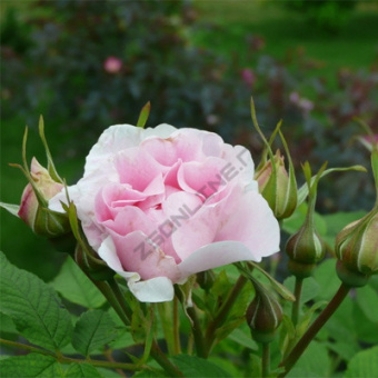 4rosa_kanad_park_martin_frobisher