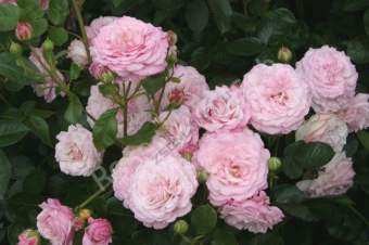 Роза флорибунда Розенфасцинейшн, C 7, 30-40 см