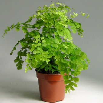 Адиантум Микс D13 H30 см