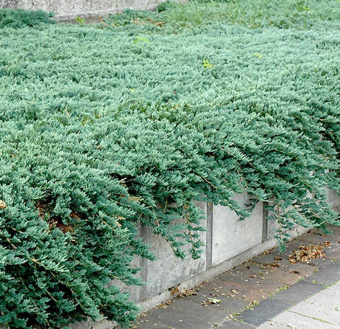 Можжевельник горизонтальный Айси Блю, Juniperus horizontalis Icee Blue, в горшке, 30-40 см