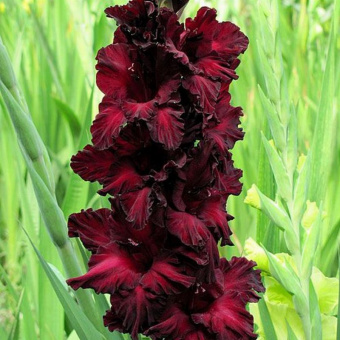 Гладиолус Черная кошка