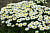 Нивяник великолепный, Leucanthemum superbum Madonna, махровый, белый, h-25 см, 1 л