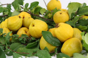 Chaenomeles-japonica-05