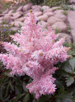 Астильба Шугарберри