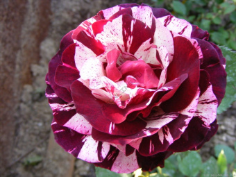 Роза флорибунда Нью Имэджин