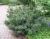 Сосна кедровая стланиковая Glauka, P19, 15-20 см