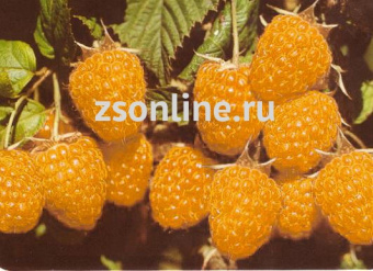 Изображение загружено обработкой по данным файла Excel