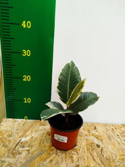 Фикус Эластика D 10 Я*