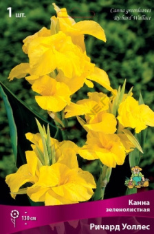 Канна зеленолистная Ричард Уоллис (лимонный, 1шт, I)