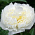 Пион Duchesse de Nemours 1шт