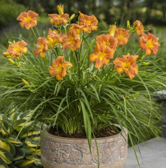 Лилейник гибридный ЭвериДейлили Бронз