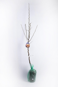 Груша Самарская красавица/С