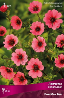 Лапчатка непальская Рон Мак Бис