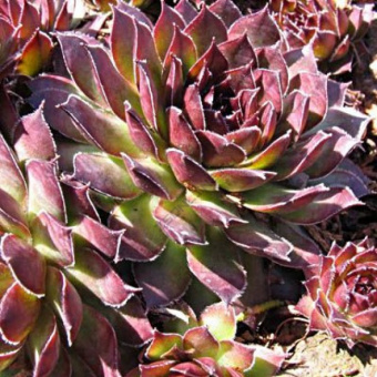 Молодило Ноир