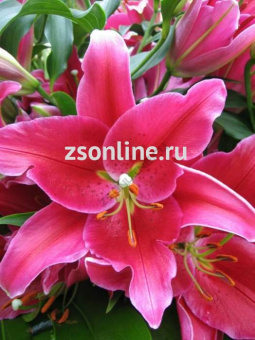 Изображение загружено обработкой по данным файла Excel