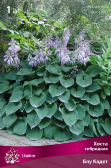 hosta_gibrid_blu_kadet_kaper