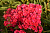 Флокс метельчатый Star Fire, красный, С 2, 90 см