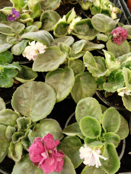 Сенполия D9см H15см *В