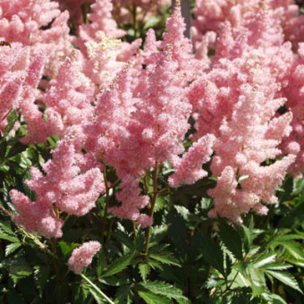 Астильба Арендса в асс.V1,5л