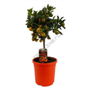 Цитрофортунелла Каламондин штамбовая D19 см H60см