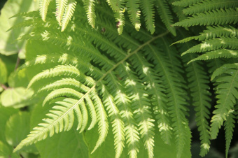 Папоротник, D7