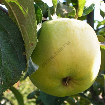 Яблоня Антоновка полуторафунтовая