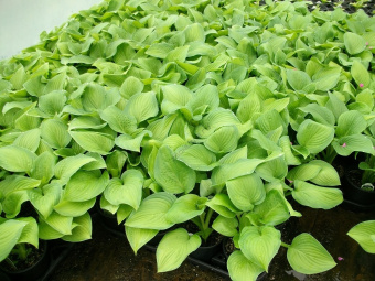 Хоста Guacamoble, С 5