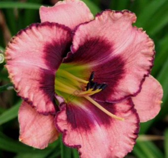 Лилейник гибридный Дэринг Дисепшн