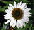 Эхинацея Echinacea Powwow White, белая, h-60 см, 1 л