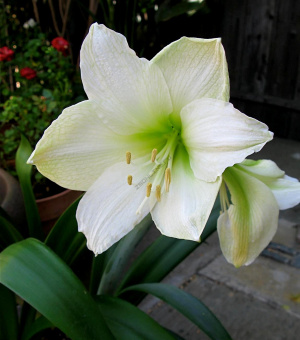 Амариллис простой Монблан