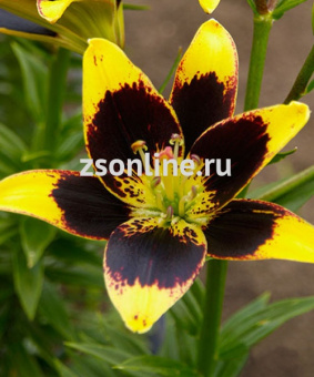 Изображение загружено обработкой по данным файла Excel