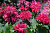 Монарда двойчатая Balmy Rose, темно-розовый, С 1, 25 см